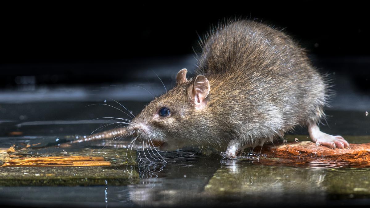 Krys na dvoře se můžete pokusit zbavit lidovými prostředky / foto depositphotos.com